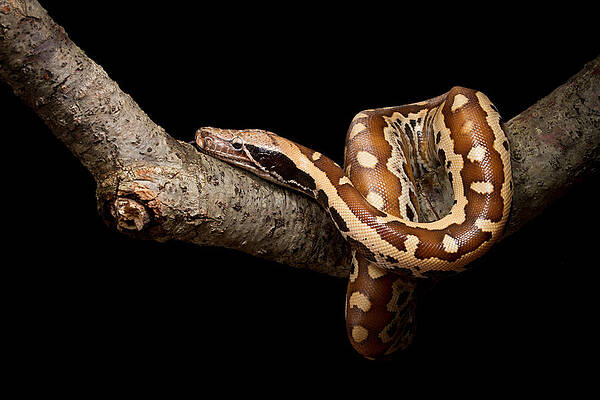 Wall Art - Photograph - Blood Python Python Brongersmai #2 by David Kenny