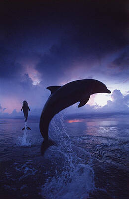 Wall Art - Photograph - Bottlenose Dolphins #2 by F. Stuart Westmorland