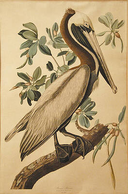 Brown Pelican Print by John James Audubon