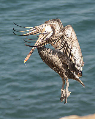 Brown Pelican Landing 2 by Lee Kirchhevel Brown Pelican Landing 2 by Lee Kirchhevel