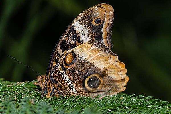 Wall Art - Photograph - Butterfly #2 by SAURAVphoto Online Store