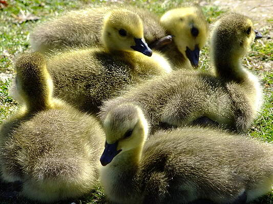 Canadian geese goslings by Will LaVigne Canadian geese goslings by Will LaVigne