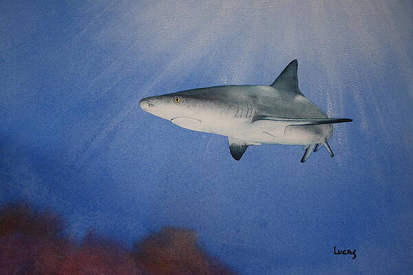 Caribbean Reef Shark 1 by Jeff Lucas