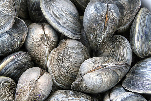 Clams by Heidi Farmer Clams by Heidi Farmer