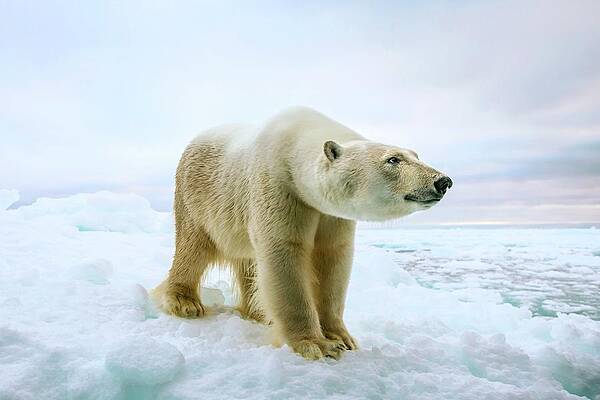 Wall Art - Photograph - Close Up Of A Standing Polar Bear #2 by Science Photo Library