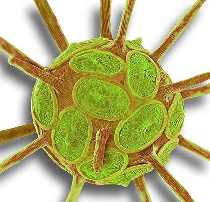 Wall Art - Photograph - Coccolithophore #2 by Science Photo Library