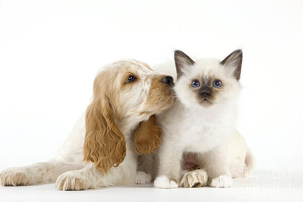Wall Art - Photograph - Cocker Spaniel With Birman Kitten #2 by Jean-Michel Labat