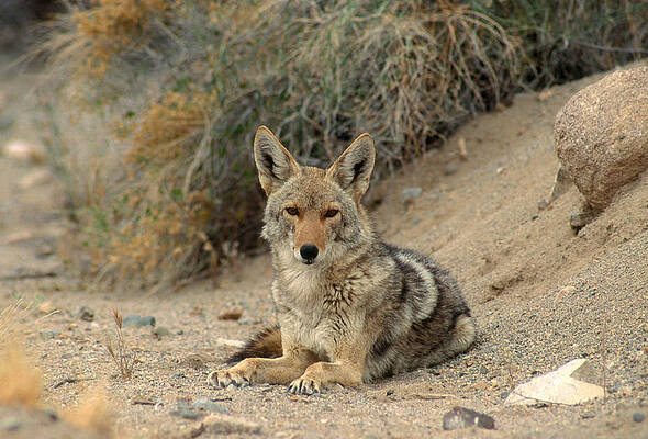 Wall Art - Photograph - Coyote #2 by Craig K. Lorenz