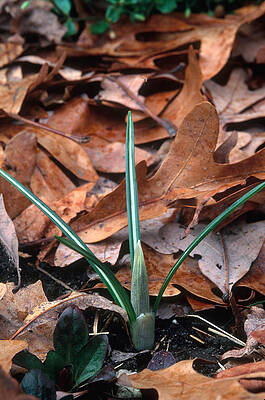 Wall Art - Photograph - Crocus Growth Sequence #2 by John W. Bova
