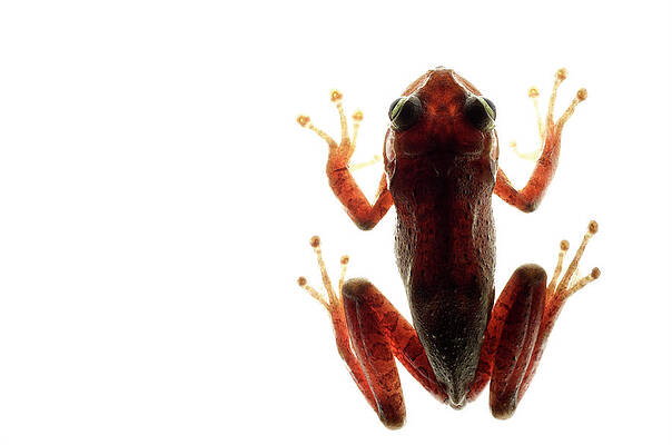 Wall Art - Photograph - Cuban Tree Frog Osteopilus #2 by Aaron Ansarov