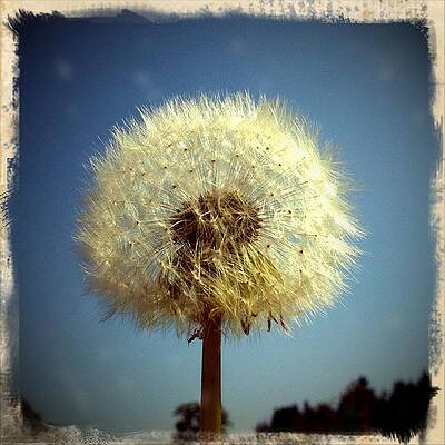 Wall Art - Photograph - Dandelion and blue sky #2 by Matthias Hauser