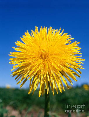 Wall Art - Photograph - Dandelion Flowers #2 by Hans Reinhard