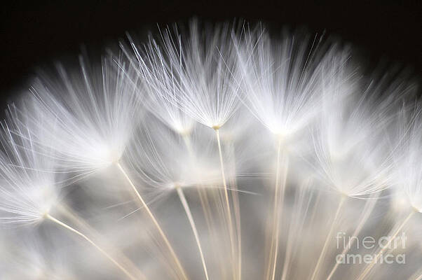 Wall Art - Photograph - Dandelion #2 by Jim Corwin