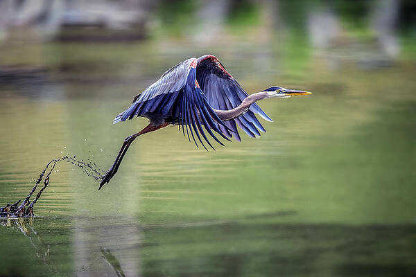 Graceful Crane Takes Flight Print