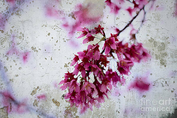 Wall Art - Photograph - Deep Pink Flowers with Grey Concrete Texture Background #2 by Beverly Claire Kaiya