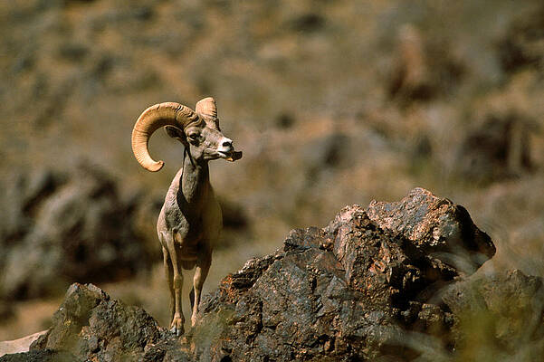 Wall Art - Photograph - Desert Bighorn Sheep Ram #2 by Craig K. Lorenz