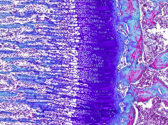 Wall Art - Photograph - Developing Bone Lm #1 by Alvin Telser