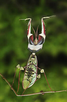 Wall Art - Photograph - Devils Praying Mantis In Defensive #2 by Thomas Marent