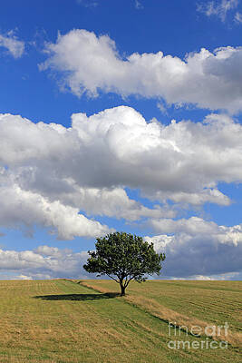 Wall Art - Photograph - Dramatic Clouds and The Tree #3 by Julia Gavin