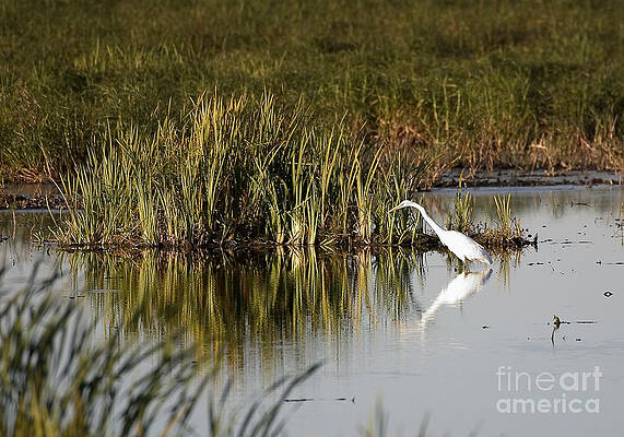 Wall Art - Photograph - Egret #2 by Steven Ralser