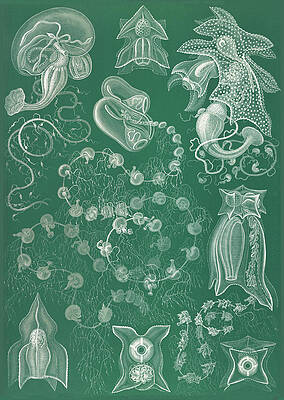 Wall Art - Photograph - Ernst Haeckel, Siphonophorae, Hydrozoa #2 by Science Source