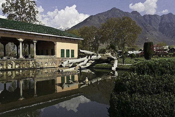 Fallen tree in water pool inside the Shalimar Garden in Srinagar by Ashish Agarwal Fallen tree in water pool inside the Shalimar Garden in Srinagar by Ashish Agarwal