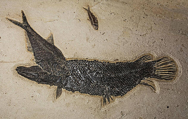 Wall Art - Photograph - Fish Fossil From Green River #2 by Millard H. Sharp