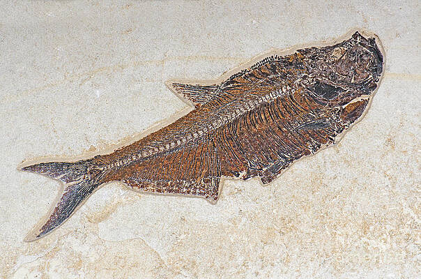 Wall Art - Photograph - Fish Fossil #2 by Millard H. Sharp
