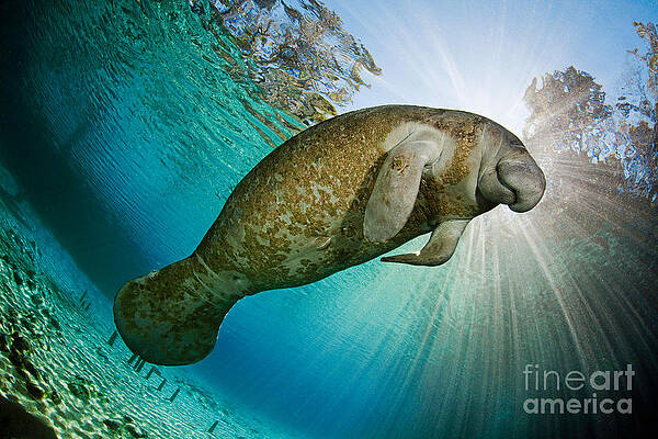 Wall Art - Photograph - Florida Manatee #2 by David Fleetham