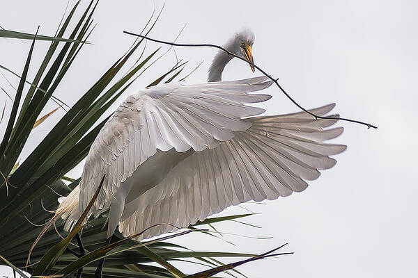 FULL FLAPS by Charles Moore FULL FLAPS by Charles Moore