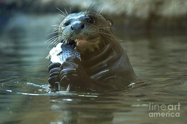 Wall Art - Photograph - Giant Otter #2 by Mark Newman