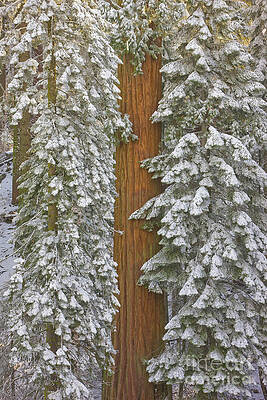 Wall Art - Photograph - Giant Sequoias And Snow  by Yva Momatiuk John Eastcott