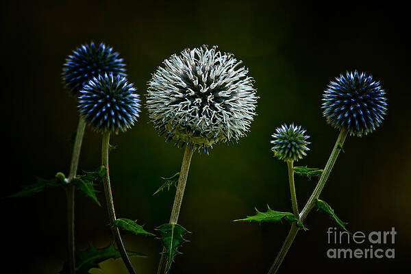 Globe Thistle by Michael Cummings Globe Thistle by Michael Cummings