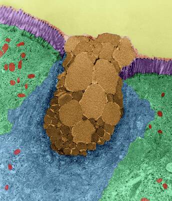 Wall Art - Photograph - Goblet Cell In The Lining Of The Nasal Epithelium #2 by Science Photo Library