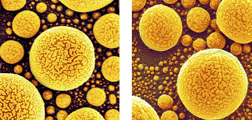 Wall Art - Photograph - Gold Atoms, Sem Vs. Shim #2 by Science Source