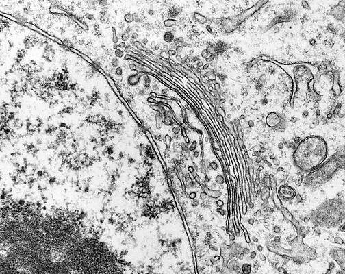 Wall Art - Photograph - Golgi Apparatus And Nucleus #2 by Science Photo Library