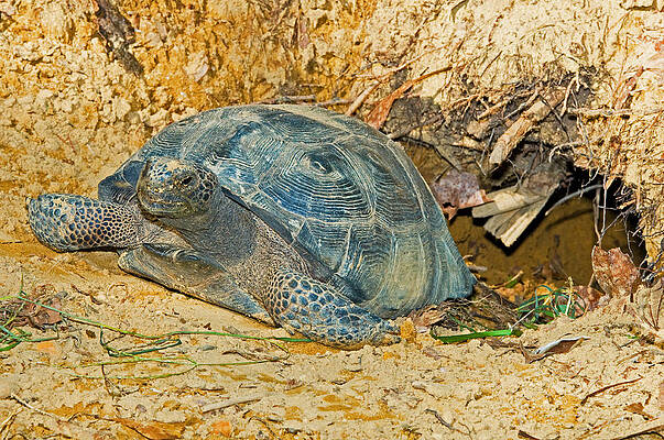 Wall Art - Photograph - Gopher Tortoise In Burrow #2 by Millard H. Sharp