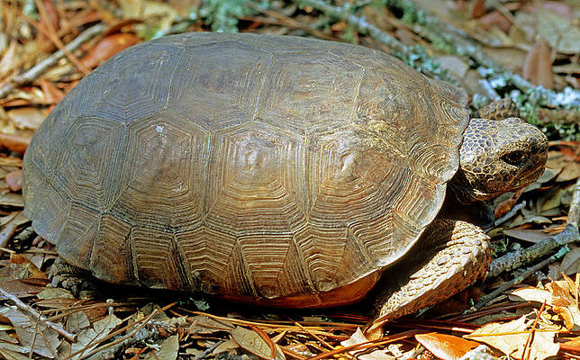 Wall Art - Photograph - Gopher Tortoise #2 by Millard H. Sharp