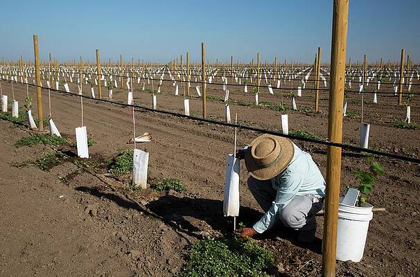 Wall Art - Photograph - Grape Vines Being Tended In Vineyard #2 by Science Photo Library