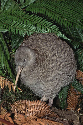 Wall Art - Photograph - Great Spotted Kiwi Male In Rainforest #2 by Tui De Roy