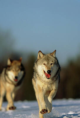 Wolf Photographs (Page #7 of 35) | Fine Art America