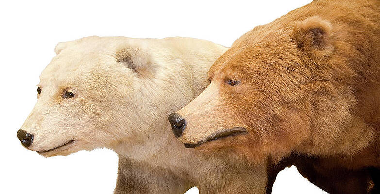 Wall Art - Photograph - Grizzly-polar Bear Hybrid Specimen #2 by Science Photo Library