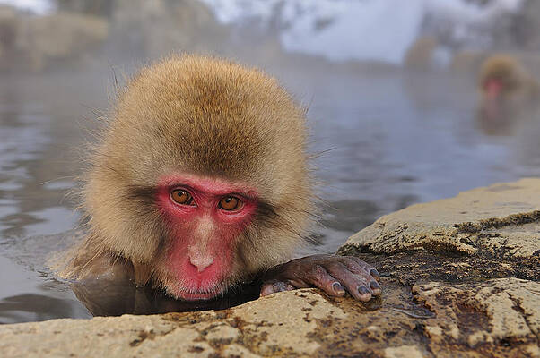 Wall Art - Photograph - Japanese Macaque In Hot Spring #2 by Thomas Marent