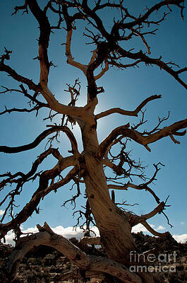 Wall Art - Photograph - Joshua Tree National Park #2 by Mark Newman