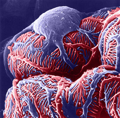 Wall Art - Photograph - Kidney Glomerulus, Sem #3 by Don W Fawcett