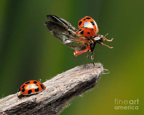 Wall Art - Photograph - Ladybug Taking Off #2 by Scott Linstead