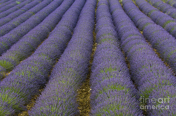 Wall Art - Photograph - Lavender Field, France #2 by John Shaw