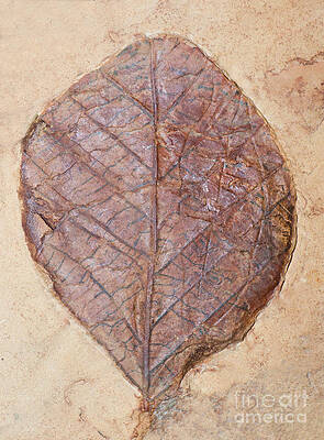 Wall Art - Photograph - Leaf Fossil #2 by Millard H. Sharp