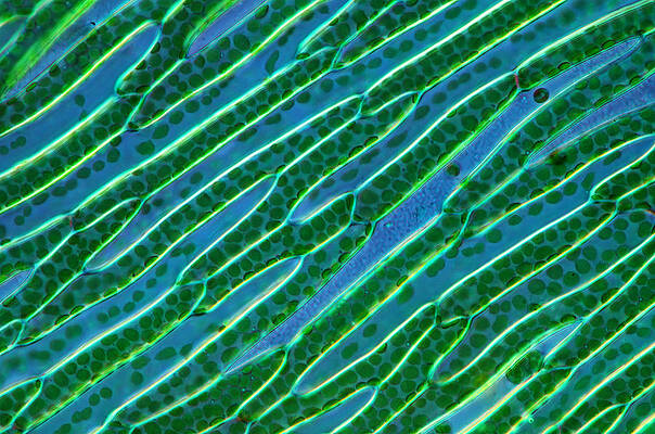 Wall Art - Photograph - Leaf Tissue Of Sphagnum Moss, Lm #2 by Marek Mis