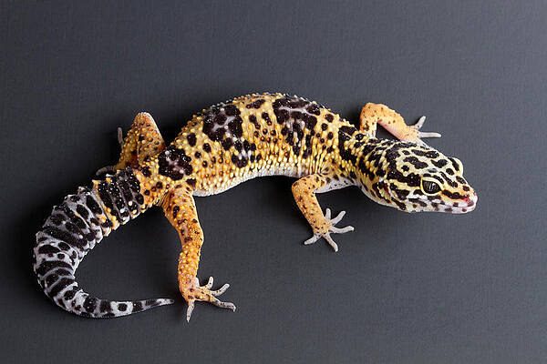 Wall Art - Photograph - Leopard Gecko Eublepharis Macularius #2 by David Kenny